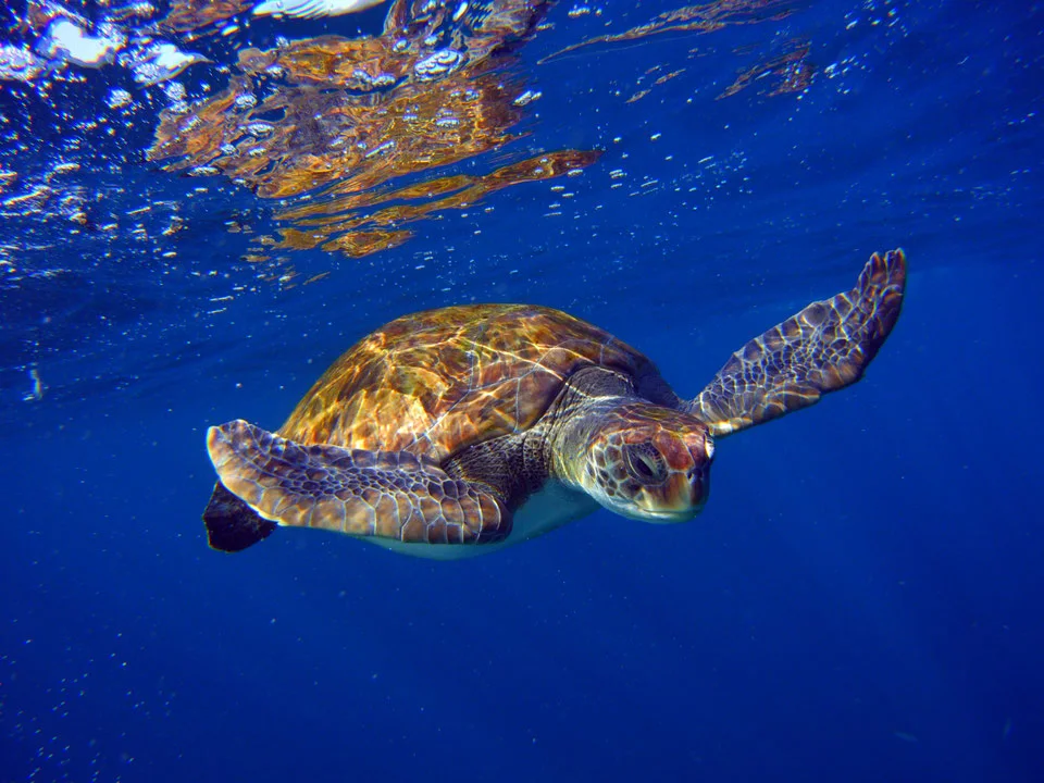 Snorkelling with turtles and boat trip
