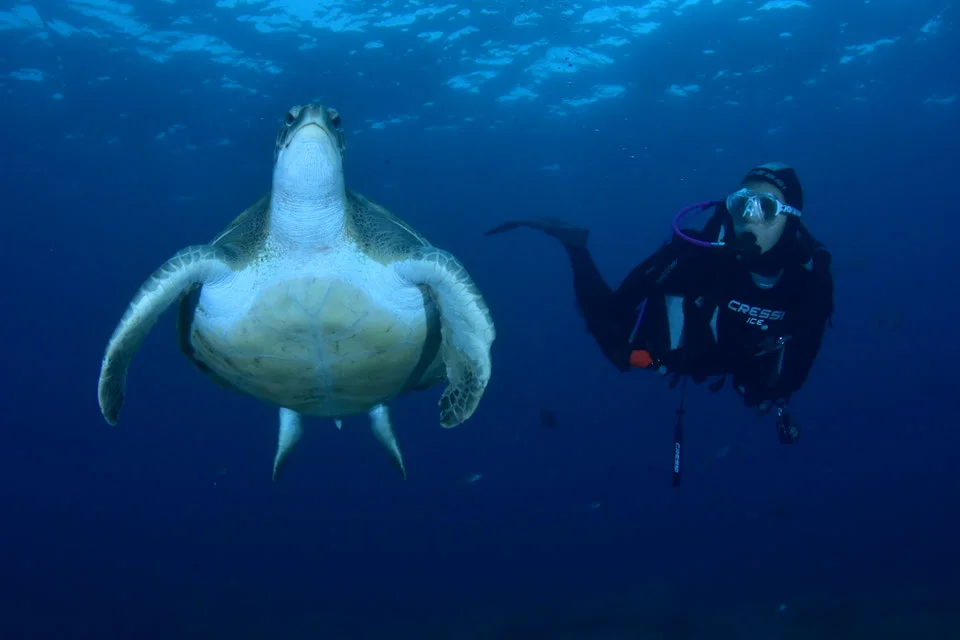 Introductory dive in an area frequented by turtles and rays