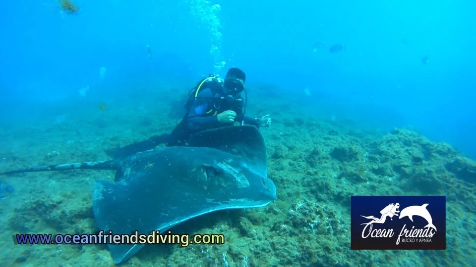 Introductory scuba dive in an area frequented by rays