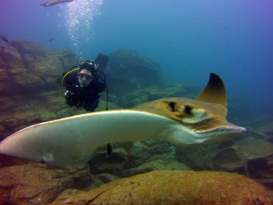 Dives for certified divers