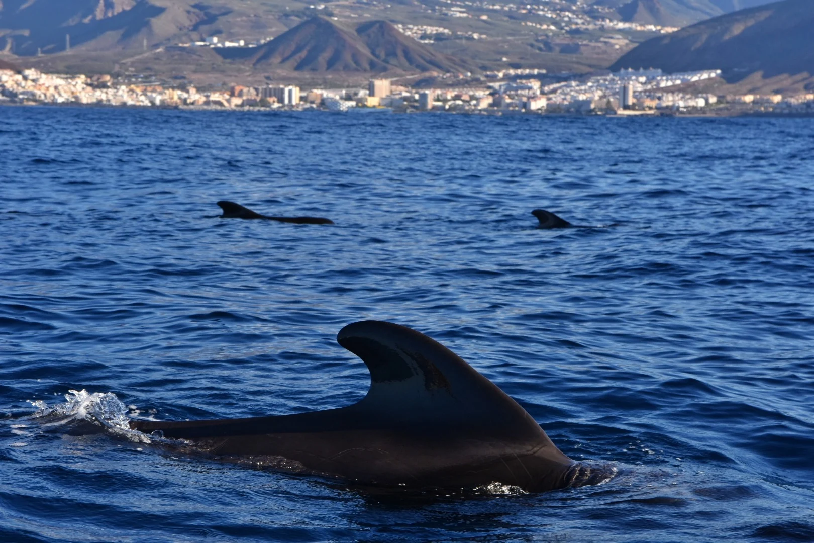 Cetacean at the surface with the coast in the background
