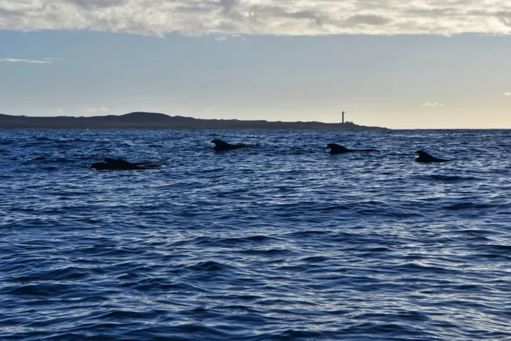 Group of cetaceans observed at sea
