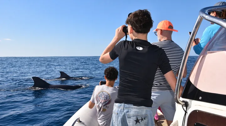 Watching a cetacean from a boat