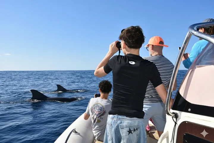 Passengers watching cetaceans from a boat