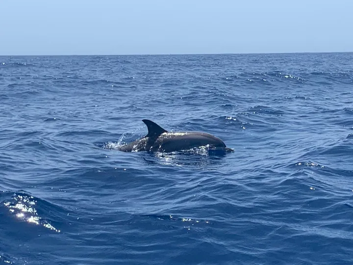 Cetacean photographed at the surface