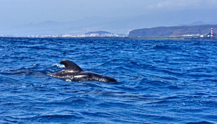 Cetaceans at the sea surface