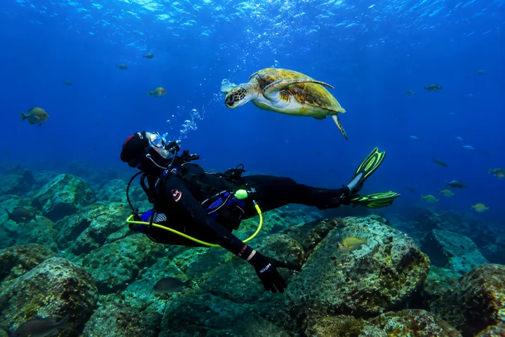 Diver and sea turtle in the water